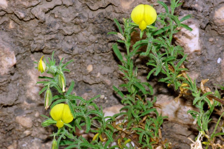 Sardegna  (NU) : Ononis natrix